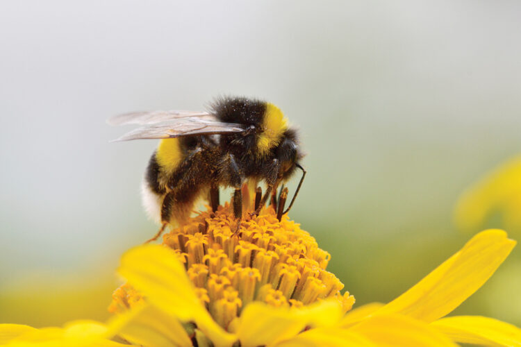 Why are Pollinators Important?